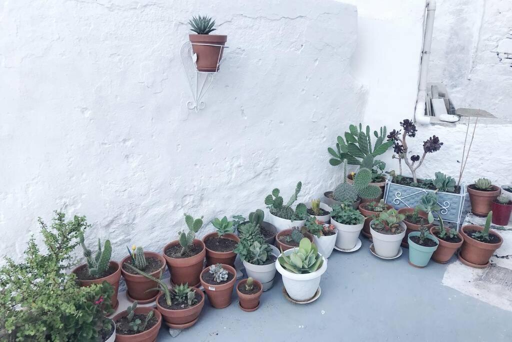 little cactus Villa Serifos Town Exterior foto